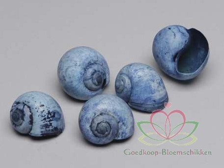 Nattai schelpen blue washed, 1 kilo
