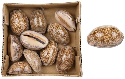 Cypraea Tigris naturel - Tijgerschelp doosje 10 stuks