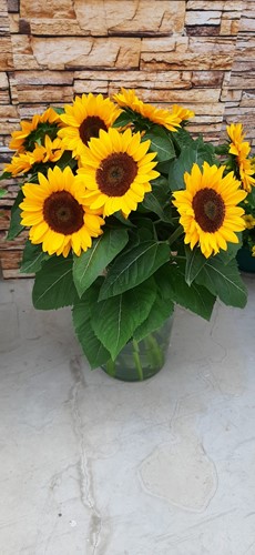 Helianthus annuus VINCENTS CHOICE SUMMER DMR  100.000 zaden Bulk