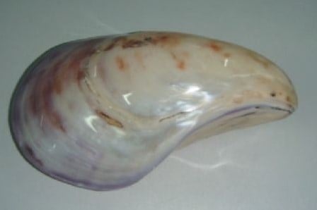Oester shelp  Gepolijst per stuk