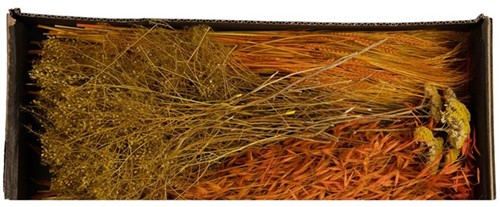 Droogbloempakket Dried flowers mix tray Orange droogbloem boeketten zelf maken