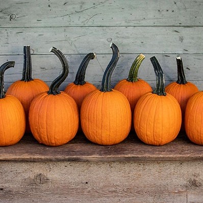 Pipsqueak F1 PMT Halloween 