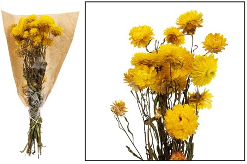 Helichrysum GEEL natural bundel. droogbloemen