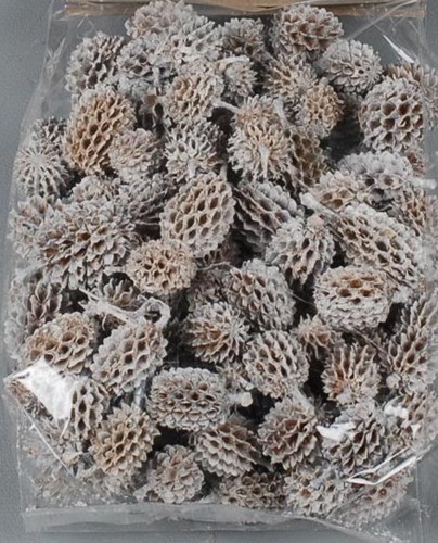 Casuarina 100gram. white wash Casuarina 100gr