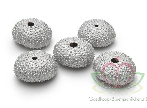 Zeeegel Zee-egel champagne, 25 stuks