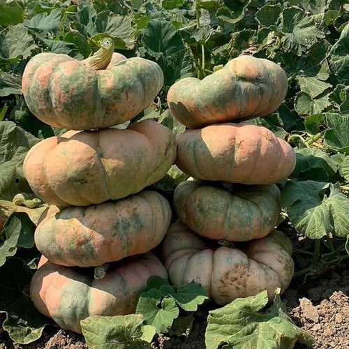Colorado Sun F1 eetpompoen Rose-Groen pomp