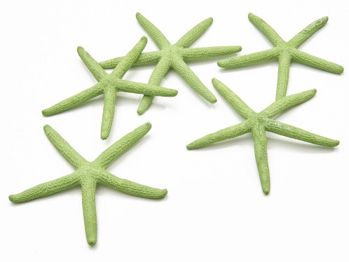 Zeester STARFISH Appelgroen 10-15cm 10 stuks
