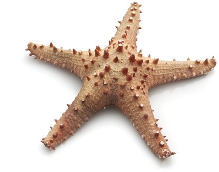 Zeester Long spine starfish 20 cm natural / stuk Zeester