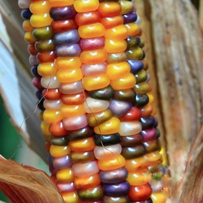 Zea Glass Gem Siermais grote kolven