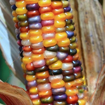 Decoflorall Zea Glass Gem 500 Siermais grote kolven