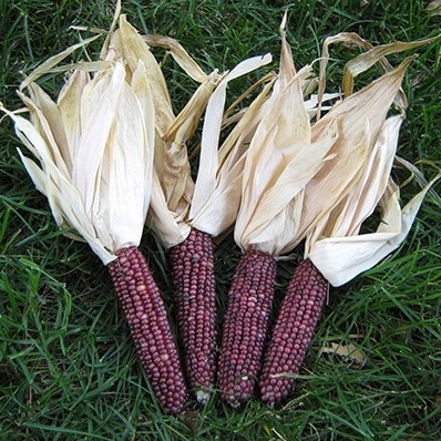 Zea Earth Tones Dent corn Siermais