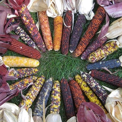 Zea Earth Tones Dent corn Siermais