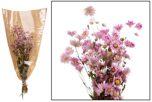  korting Rodanthe - Pink natural bundel van E 8.09 voor E 3.99 OP=OP Lees omschrijviing droogbloemen