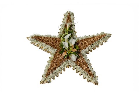 Oasis Bioline ster 40oase voor verse bloemen 40 x 40 x 5,5 cm