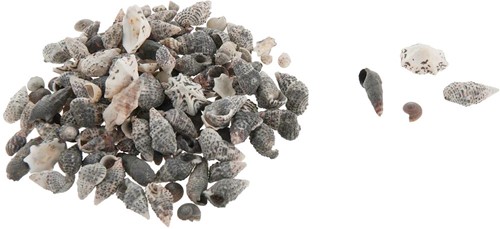 Schelpenmix middenmaat small 500 gram