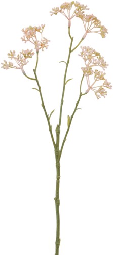 Limonium L42 Roze zijde Limonium L42