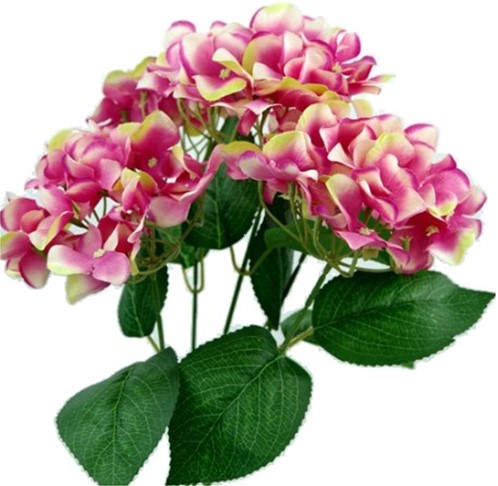 Hortensia GROOT HYDRANGEA BUSH NEW Pink Bicolor49 cm. Groot! flowerwall vuller