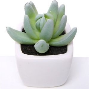 Actie SUCCULENT Lichtgroen  in wit potje 7cm Succulent 868791