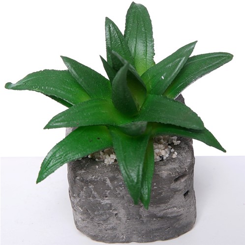 Actie SUCCULENT in steeneffectpotje 8 cm Succulent