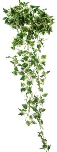Hanger vuller Hedera bont kleinere blaadjes 90cm Groene hangplanten