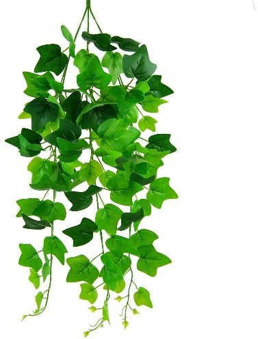 Hanger vuller Hedera groene bladeren Groene hangplanten