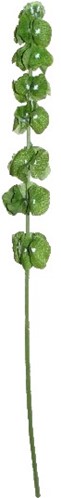 Klokken van Ierland 98cm. BELLS OF IRELAND GREEN bloomon boeket