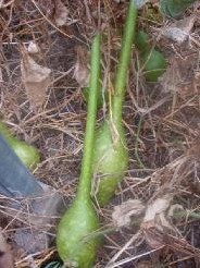 Extra long handled dipper