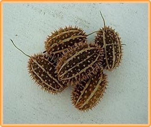 Cucumis Africanus