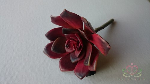 ECHEVERIA BURGUNDY Zijde- Latex Succulent ECHEVERIA