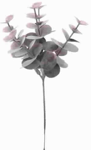 EUCALYPTUS BURGUNDY Pick voor Corsage en Boeket EUCALYPTUS