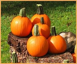 Half Pint F1 Mini Halloweenpompoentje 400-700 gram - 250 zaden Halloweenpompoen Mini