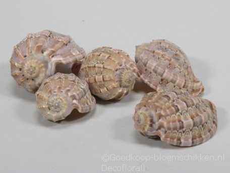 Sarpa Kudu schelpen 5 stuks