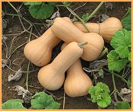 Maxim F1 Butternut 