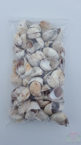 Schelp Muiltje Crepidula fornicata 500 gr 500 gram