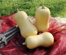 Butternut Nutterbutter Butternut flespompoen