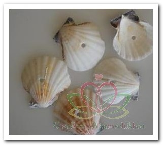 Pecten Vexillum White Geboord Hole 4 mm / kg Geboorde schelpen