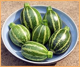 Piccolo F1 Rondini Courgette - 50 zaden Gestreepte Rondini