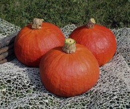 Rabea F1 Hokkaido basiseenheid - basiseenheid Winter squash