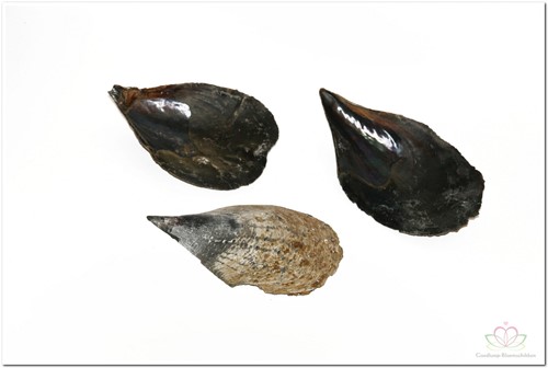 Hamerschelpen klein 1 kilo
