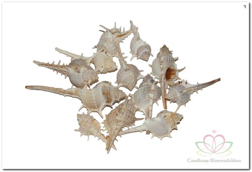 Thorn schelpen klein 1 kilo