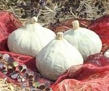 Kabocha Silver Bell - 50 zaden Kabocha Silver Bell