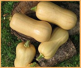 Tiana F1 Butternut 
