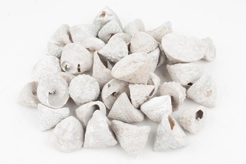 Troca Stellatus schelpen whitewash, 1 kilo