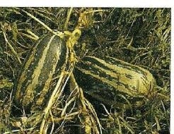 Citrouille de touraine Citrouille de touraine