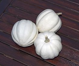 White Pearl Acorn - 50 zaden White Pearl Acorn