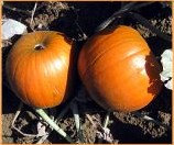 Hal. Yellow Boys F1  - 250 zaden Halloweenpompoen 5-7kg