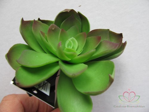 ECHEVERIA Groen Zijde- Latex Succulent ECHEVERIA