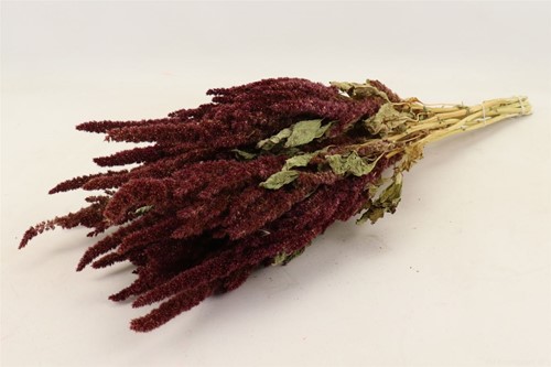 Amaranthus natural Red Bunch Amaranthus Red Sleeved Rode Kattenstaart in hoes