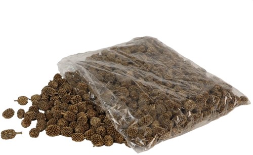 Casuarina denneappeltjes 1 kilo gold glitter Casuarina