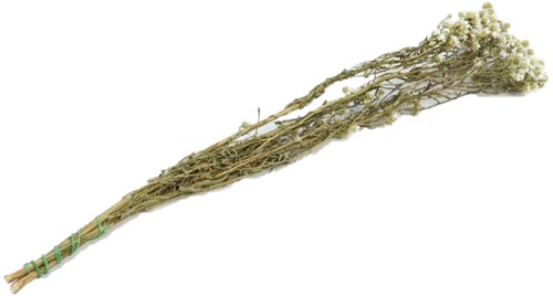 Stem Ixodia l70.0 droogbloemen